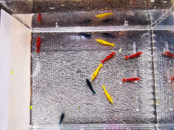 MIX OF 20 SHRIMPS ( 5 X RED, 5 X BLUE , 5 X YELLOW , 5 X ORANGE) PLUS 4 EXTRA - Image 3